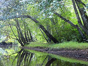 Batsto River in the Pinelands National Reserve