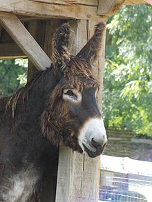 L'âne présente de longues oreilles avec de longs poils mais la tête est relativement bien dégagée car on aperçoit bien des zones de poils blancs autour des yeux et sur le bout du nez.