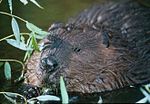 Miniatuur voor Canadese bever