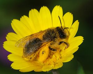A Andrena sp. bee with a full load of pollen o...