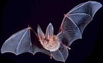 Bats are forbidden "flying creeping things" Leviticus 11:23.