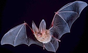 Big eared townsend bat (Corynorhinus townsendii) Quelle wikipedia - public domain-Foto amerikanische Bundesregierung