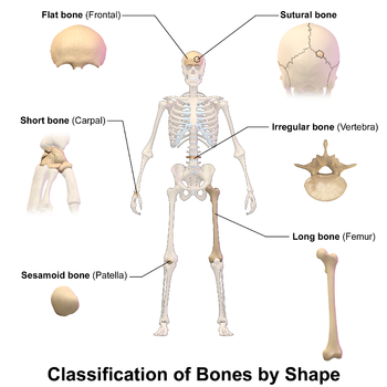 骨骼形態的分類