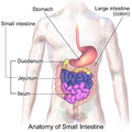 Schema dell'intestino