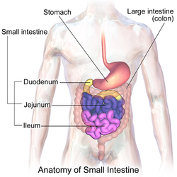 Small intestine anatomy