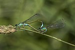 Миниатюра для Файл:Blue-tailed damselfies (Ischnura elegans) mating female typica 4.jpg