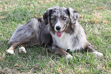 Blue Merle Miniature American Shepherd in Grass.jpg