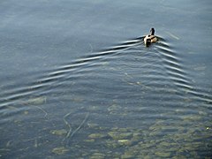 Lago Constanza en Lindau