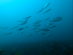 Shoal of Bonito