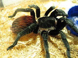 Brachypelma vagans (Mexican Red Rump).jpg