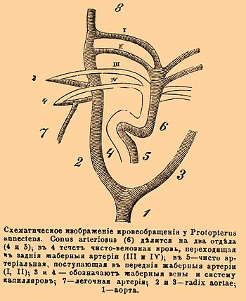 Схематическое изображение кровообращения у Propterus annectens. Conus arteriosus (6) делится на два отдела (4 и 5); в 4 течет чисто венозная кровь, переходящая в задние жаберные артерии (III и IV); в 5 — чисто артериальная, поступающая в передние жаберные артерии (I, II); 3 и 4 — обозначают жаберные вены и систему капилляров; 7 — легочная артерия; 2 и 3 — radix aortae; 1 — аорта.