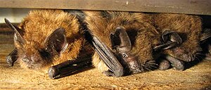 A few Big Brown Bats sheltering between a hous...