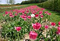 Champ de tulipes (mai 2005)