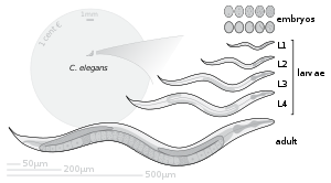 Anatomy and scale of C. elegans developmental stages C elegans developmental stages.svg