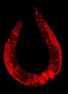 Wild-type C. elegans hermaphrodite stained to highlight the nuclei of all cells, by Quadell