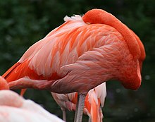 灰色の足をしたピンク色のフラミンゴが、長い首を胴に押し付けて、頭を翼の下に押し込んでいる。