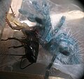 Avicularia versicolor третьей линьки. Ест голову мраморного таракана.