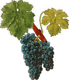 Carignan Viala et Vermorel.jpg