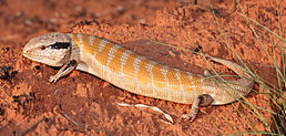 Tiliqua multifasciata, пустеля Танамі, Північна територія, Австралія