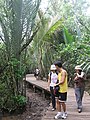 Mangrove Boardwalk