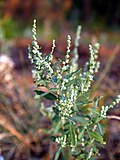 Miniatura per Chenopodium berlandieri