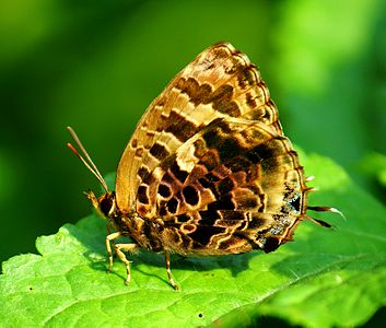 Ventral view