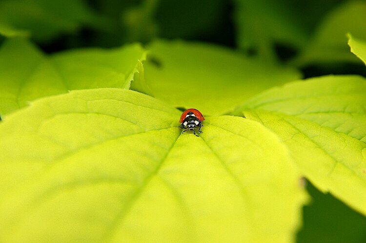 Божья коровка (Coccinella Septempunctata)