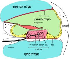 חתך של איבר השבלול, באדום צבוע האיבר על שם קורטי בו נמצאים תאי דייטר