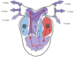 1. Pulmonary Vein, 2. Left Atrium, 3.