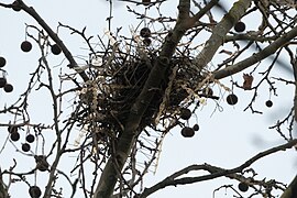 Nid construit à partir de pics anti-oiseaux.