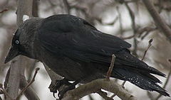 Photographie d'un corbeau