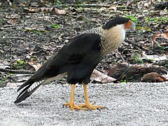 Schopfkarakara (Caracara plancus)