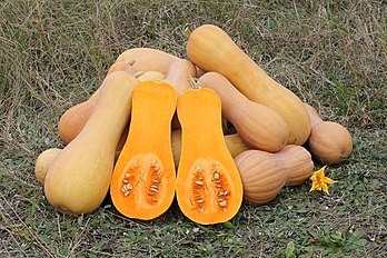 Abóbora-cheirosa (Cucurbita moschata). (definição 1 280 × 853)