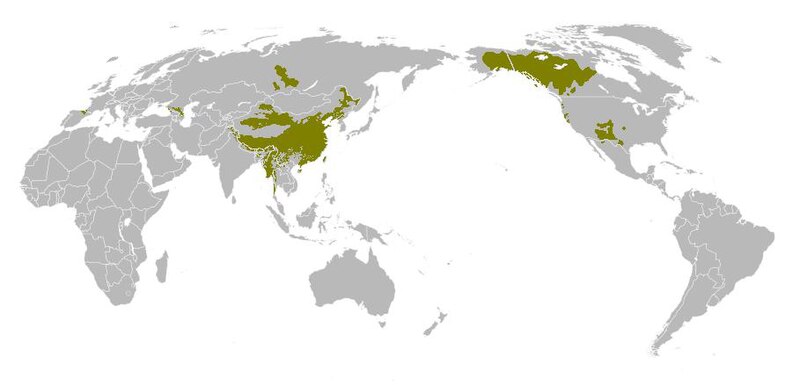 800px-Den%C3%A9-Caucasian.JPG