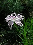 Dianthus spiculifolius