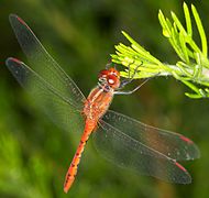 Diplacodes bipunctata