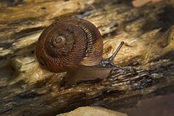 Discus catskillensis