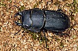 Dorcus parallelipipedus