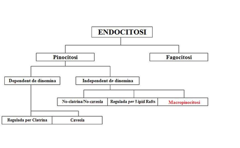 Vies endocítiques