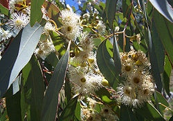Eucalyptus melliodora, listovi i cvjetovi