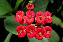 Euphorbia Milii flowers.jpg