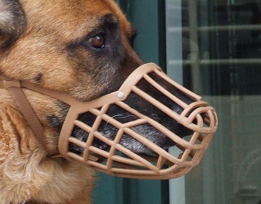 German Shepherd with Muzzle cropped