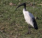 Helig ibis