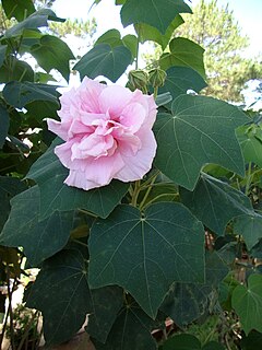 Hibiscus mutabilis (3).JPG