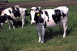 [Bild: 250px-Holstein_cows_large.jpg]