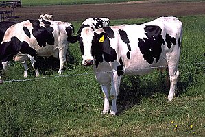 Holstein cattle, the dominant breed in industr...