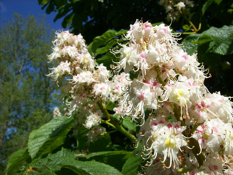 Horse Chestnut Flower