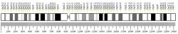 Човешка хромозома 2 идеограма.svg