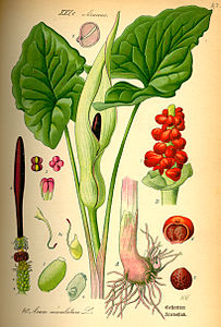 Arum maculatum