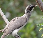 Indisk näshornsfågel (Ocyceros birostris)